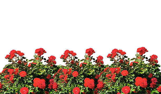 istock Red rose bush frame isolated on transparent background. Cut out flowers ideal for greeting cards, banners etc.. 2244927645