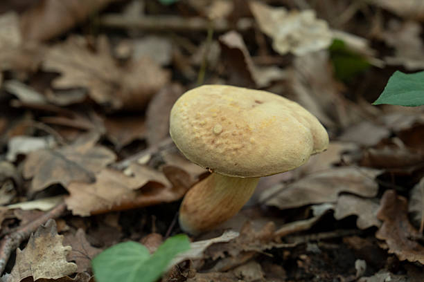 Fresh mushrooms on a branch in the forest