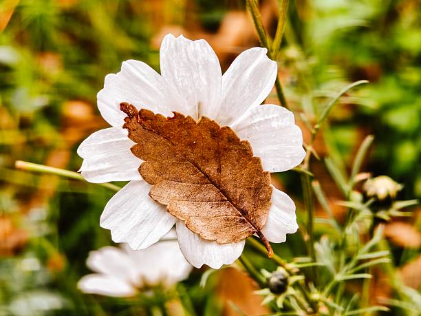 dried brown autumn leaf on a white flower