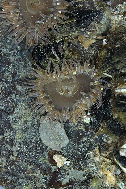 istock sea anemone underwater in tide pool 2244930565