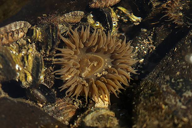 istock sea anemone underwater in tide pool 2244930568
