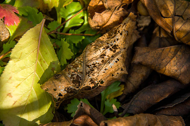 Extreme close-up shot capturing the intricate texture of a brown, decaying, skeletonized leaf lying on the forest floor, surrounded by other fallen autumn foliage, vibrant yellow leaves, and fresh green ground cover.