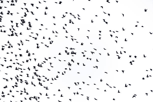 istock A blurred flock of flying birds 2244932526