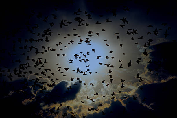 istock A blurred flock of flying birds against sky 2244932611