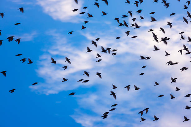 A blurred flock of flying birds against a blue sky with clouds