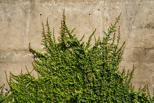 Dark green vines creep along a rough, textured concrete wall with visible cracks and damage, creating a contrasting natural and decaying urban background.