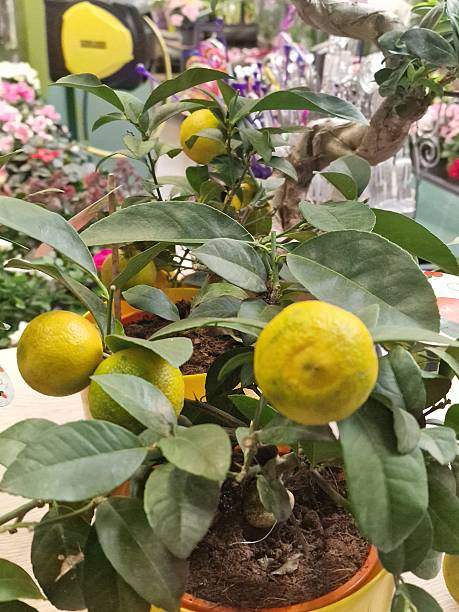Lemon tree in a pot with lemons on the windowsill