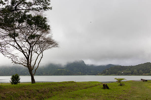 A tree stands in front of a lake with a cloudy sky above. The scene is peaceful and serene, with the tree providing a sense of calmness and the lake reflecting the cloudy sky