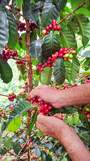 istock Colombian coffee farmer picking coffee berries from a tree on a coffee plantation 2244939038