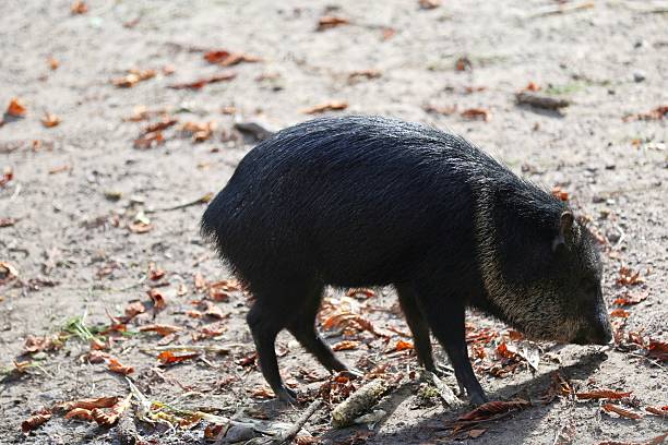 istock Dark-furred peccary foraging on a sunny day 2244941244