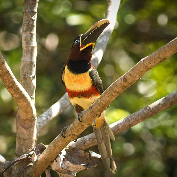 istock The chestnut-eared aracari (Pteroglossus castanotis) - Brazil 2244944516
