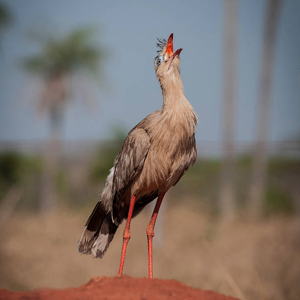 The red-legged seriema or crested cariama (Cariama cristata) in the Pantanal wetlands in Mato Grosso do Sul - Brazil