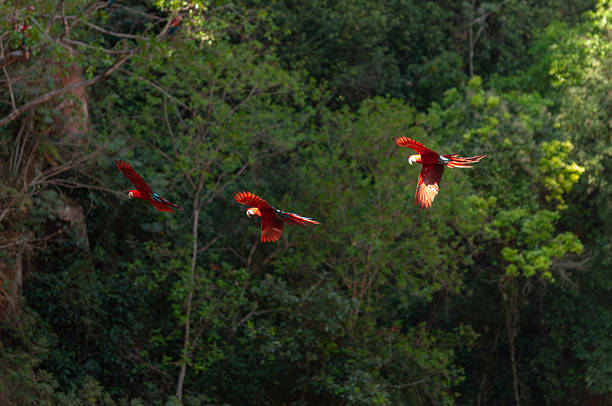 The green-winged macaw (Ara chloropterus) also known as the red-and-green macaw at the 'Buraco das Araras' at the municipality of Jardim in Mato Grosso do Sul - Brazil