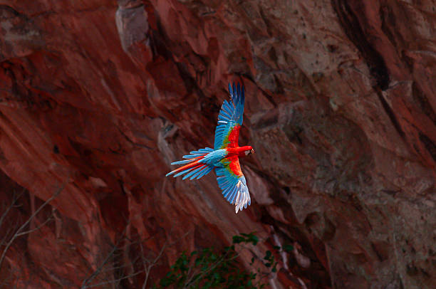 istock The Green-winged macaw (Ara chloropterus) - Brazil 2244944522