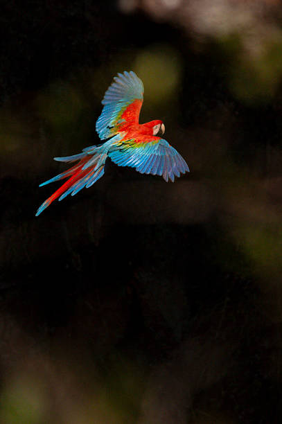 The green-winged macaw (Ara chloropterus) also known as the red-and-green macaw at the 'Buraco das Araras' at the municipality of Jardim in Mato Grosso do Sul - Brazil