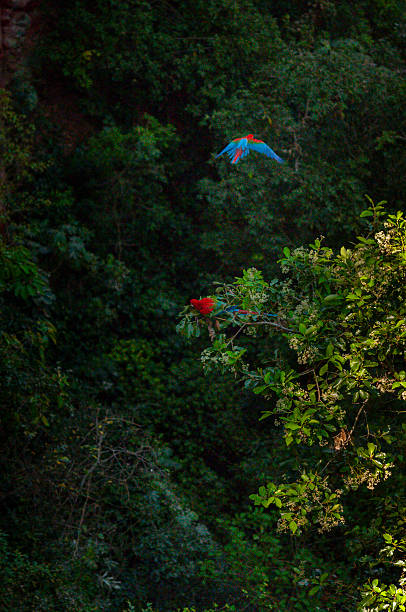 The green-winged macaw (Ara chloropterus) also known as the red-and-green macaw at the 'Buraco das Araras' at the municipality of Jardim in Mato Grosso do Sul - Brazil