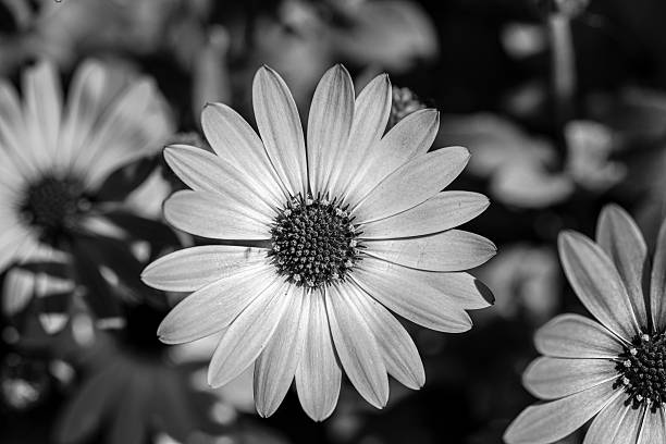 istock Radiance in Monochrome – Daisy in Bloom 2244945143