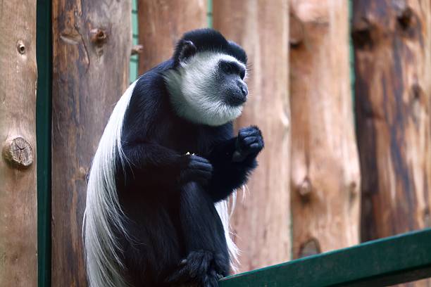 A black and white colobus monkey sitting on wood
