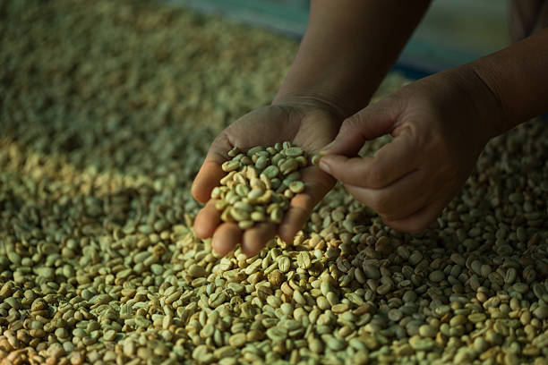 istock Close up smart farmer techniques hand coffee bean machinery roast apparatus dry sunlight tool sunbeam sunray sunshine fresh garden produce agriculture promotes farmer concept farm blur background 2244945237