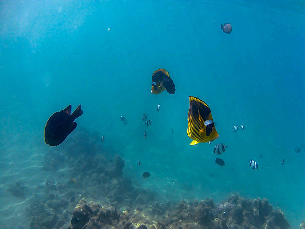 Beatiful marine life colorful tropical fish shoots under the blue water.  And fishes home corals
