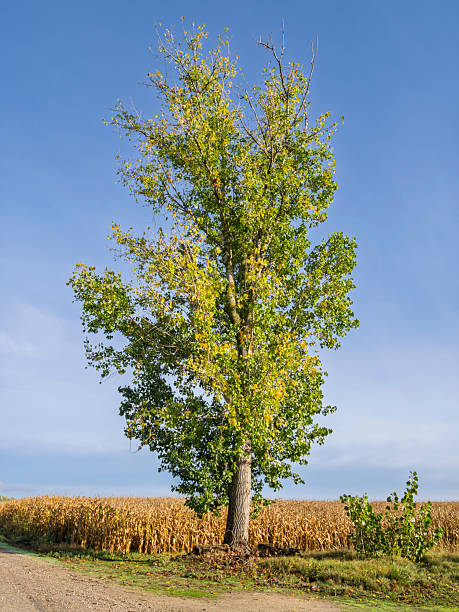 Solitary black poplar in early autumn