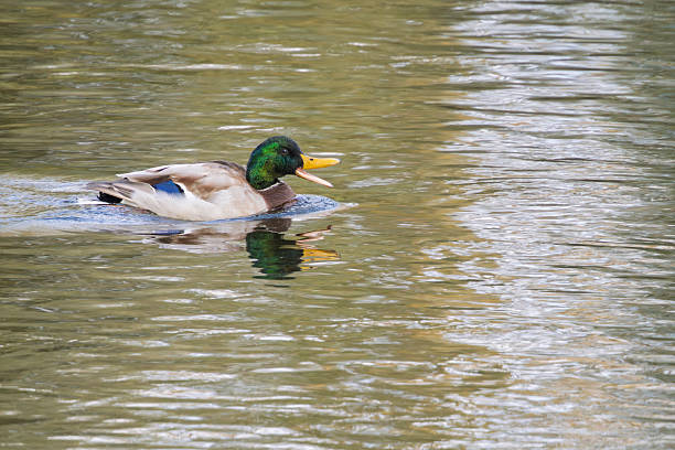 Mallard duck swimming in the river