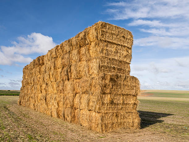 Stacked bales of wheat straw