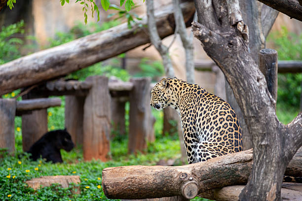 istock The Leopard's Watch: A majestic leopard, adorned with its distinctive spotted coat, surveys its realm from a vantage point atop a sturdy tree branch, and near it the black panther. 2244947734