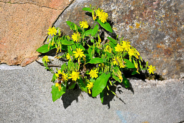 istock Yellow flowers blooming between the bricks of the wall 2244948314