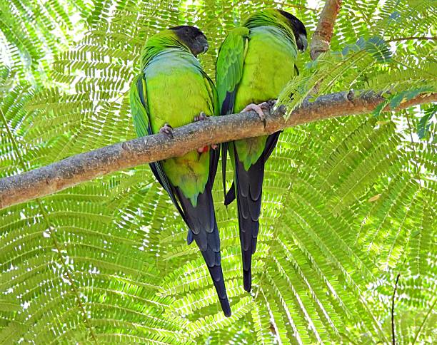 istock Nanday Parakeets (Aratinga nenday) - perched in a Royal Poinciana tree 2244949880