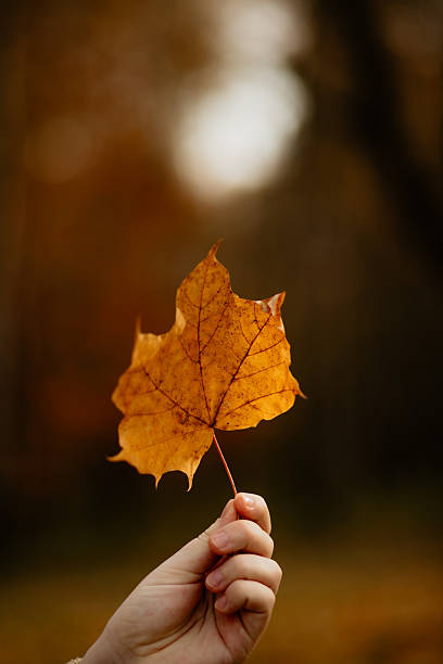 istock Autumn Trees Reach For Sky 2244950246