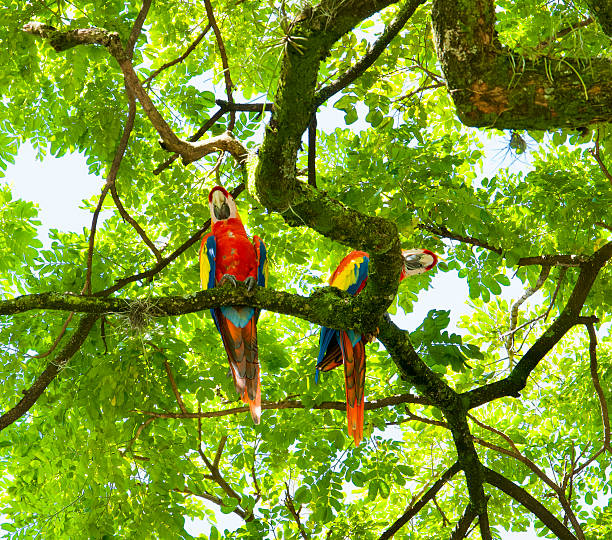 istock Tropical colorful birds. 2244953564