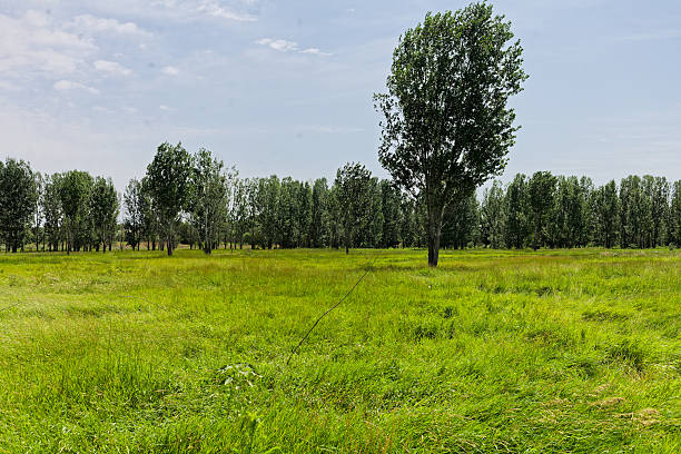 Capture the serene beauty of a wild meadow with vibrant wildflowers and tall trees under a clear blue sky. Perfect for nature, outdoor, and landscape themes, this tranquil scene invites you to enjoy