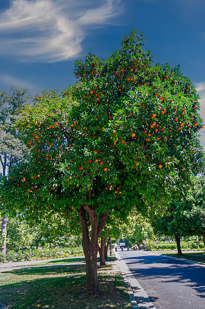 Fruit trees thrive in California and are often used for decorative purposes such as lining streets.