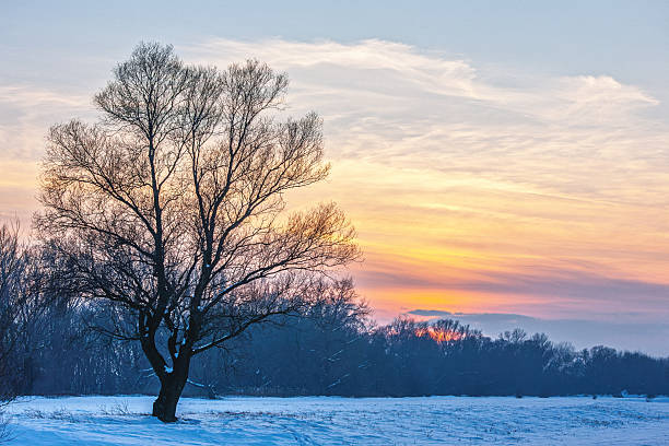 Lonely tree in winter fields, snow.