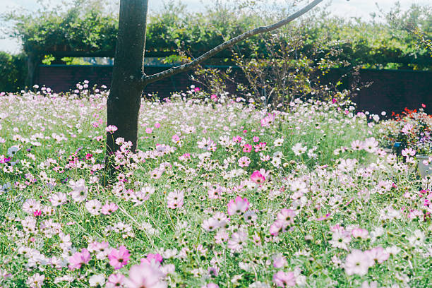 Long white flowers