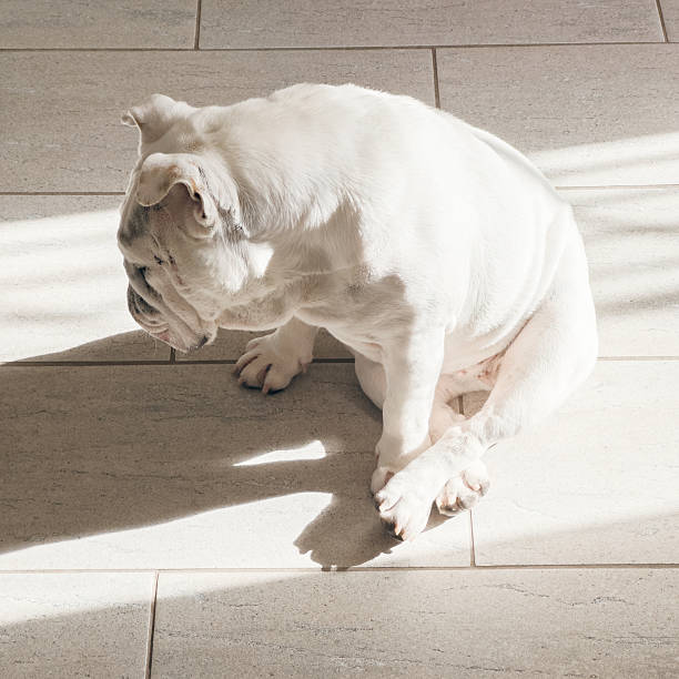 White English bulldog seated on a tiled floor in banded sunlight, head turned, long shadow. Soft tones, clean background, ample copy space.