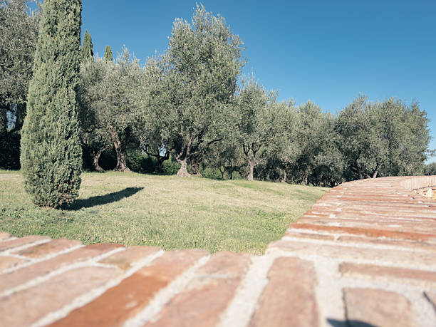 Curved terracotta wall foreground, olive trees and a cypress on a sunny slope under clear blue sky. Soft shadows, diminishing perspective. Background and copy space