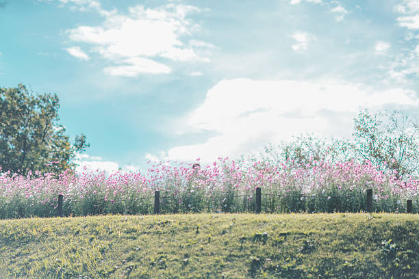 Beautiful scenery of a cosmos field