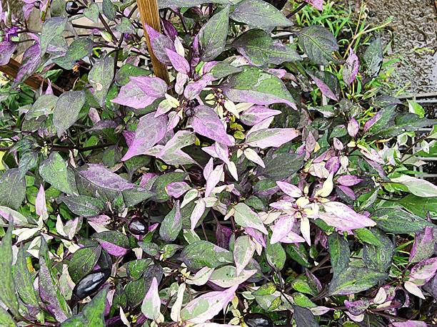 Capsicum annuum is an ornamental pepper with variegated leaves. It is popularly grown as an ornamental plant due to its beautiful leaves and edible fruit.