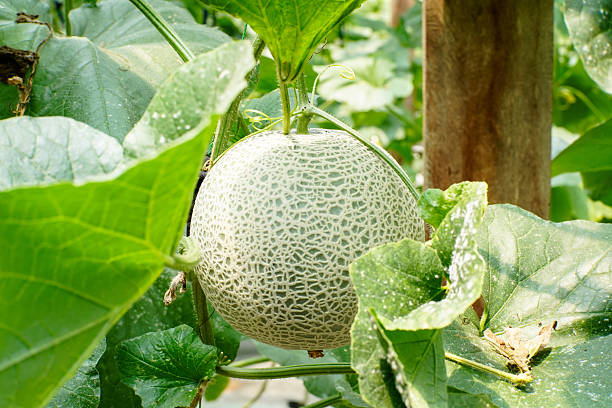 istock Ripe rock melon fruit growing in greenhouse 2244960348