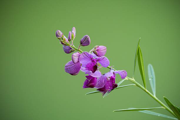 a Dactylorhiza maculata also called moorland spotted orchid