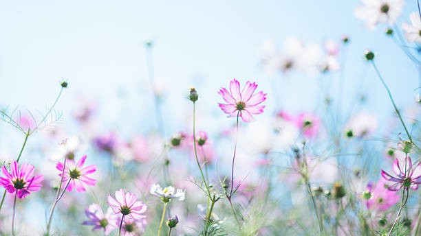 istock Beautiful scenery of a cosmos field 2244960638