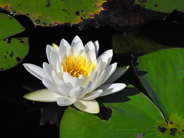istock Tropical Water Lily (Nymphaea) - white flower 2244961128
