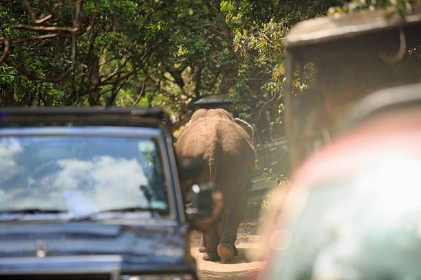 istock Asian Elephany walking amongst many safari vehicles 2244962483