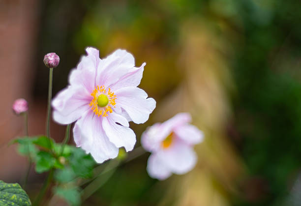 Flowers. Summer flowers. Anemone.  Blooming anemones. Fresh flowers. Flowers background.