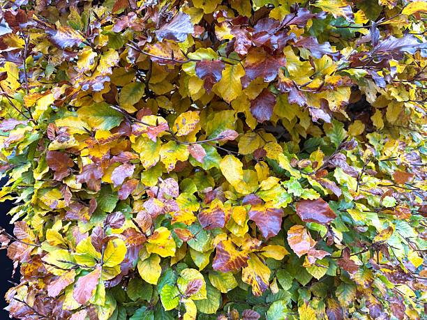 istock Vibrant Autumn Colors in Beech Hedge Leaves 2244964592
