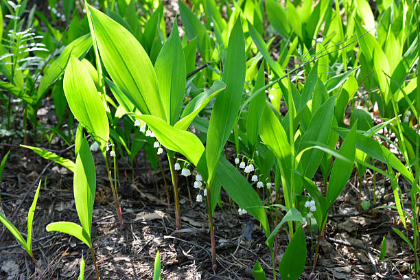istock Fresh Lily of the Valley Flowers in Spring Sunlight 2244964729