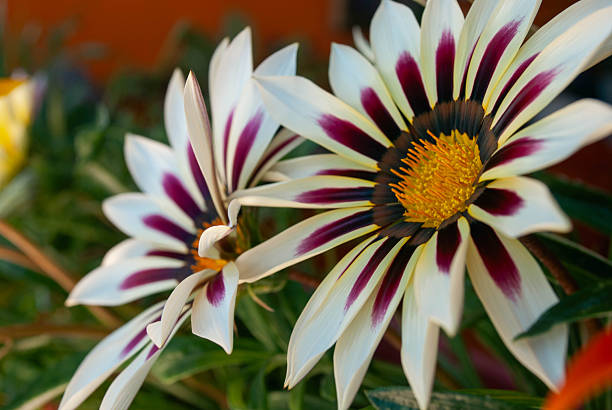 Colorful red, pink and orange Gazania Rigens Flowers in the garden in Spring