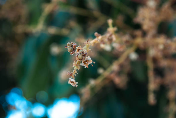 An extreme close-up shot capturing the delicate cluster of flower buds and new blooms on a longan fruit tree (Dimocarpus longan). The shallow depth of field (bokeh) creates a dreamy, natural backdrop of soft teal and dark green, highlighting the subtle brown and cream tones of the emerging flowers. This macro image evokes themes of growth, patience, anticipation, and the beauty of nature’s cycle. Perfect for use in gardening, organic food, nature conservation, or wellness content.